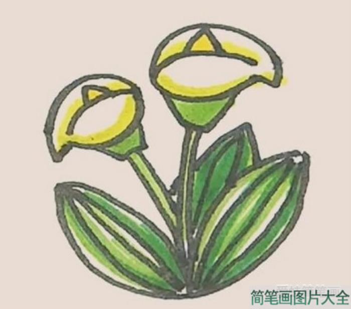 马蹄莲简笔画  第7张