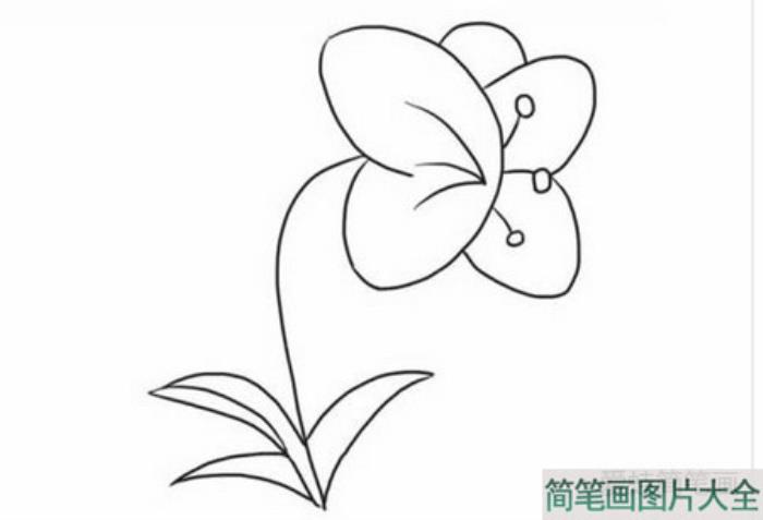 蝴蝶兰简笔画  第7张