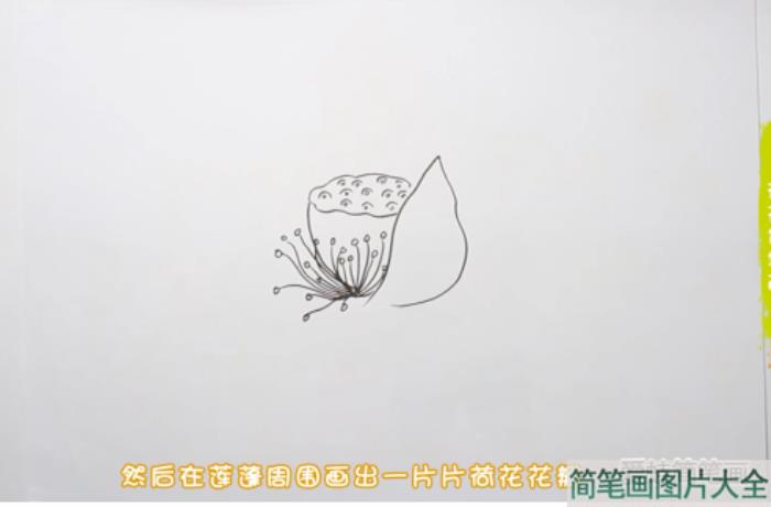 荷花简笔画