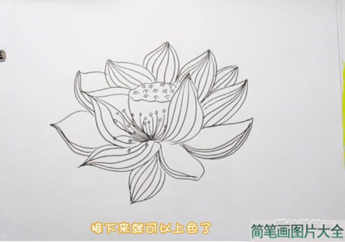 荷花简笔画  第2张