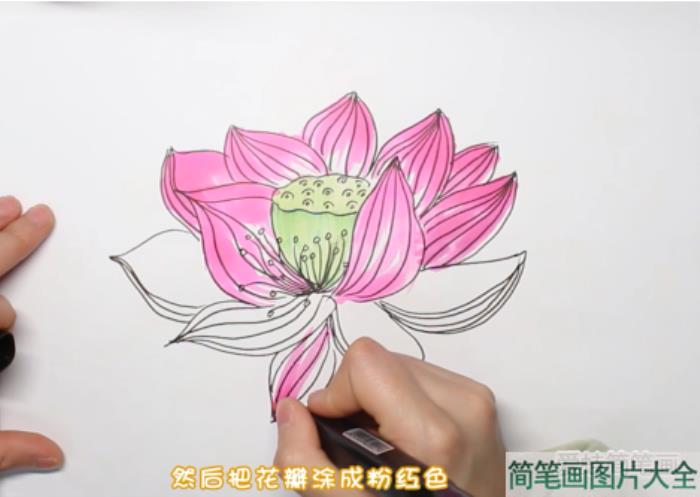 荷花简笔画  第3张