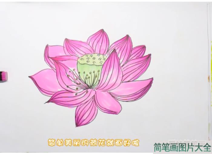 荷花简笔画  第4张