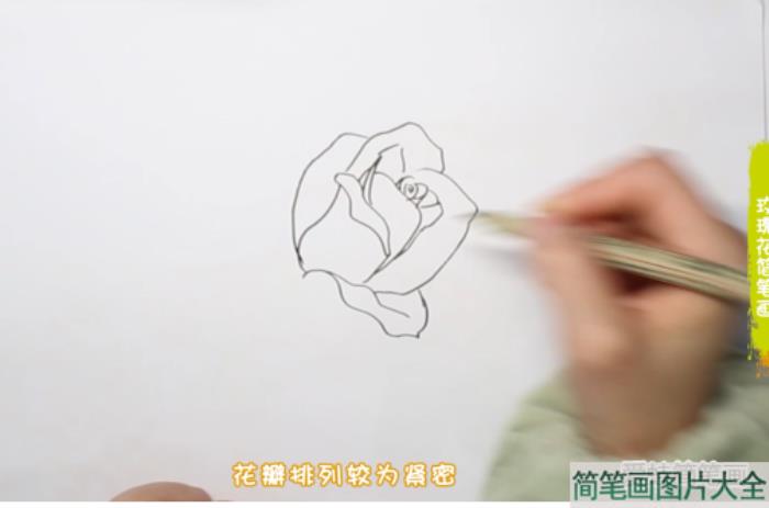 玫瑰花简笔画