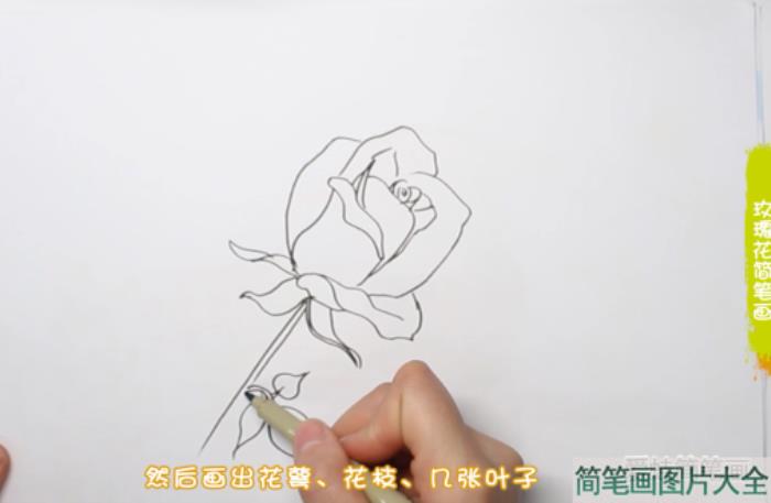 玫瑰花简笔画  第2张