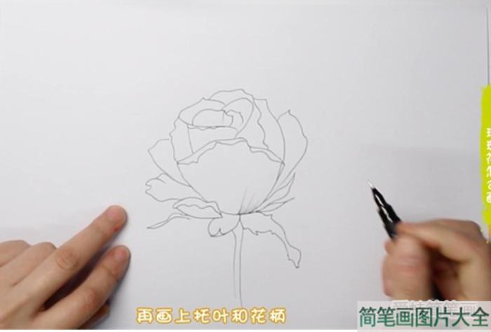 玫瑰花怎么画  第2张