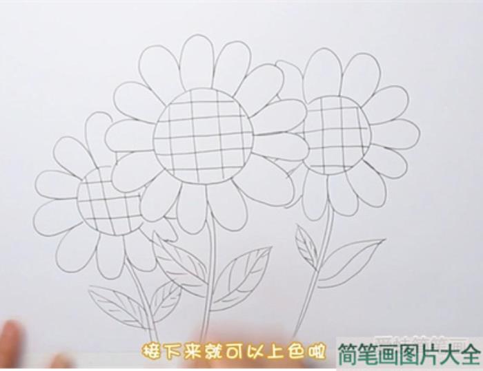 向日葵简笔画  第2张