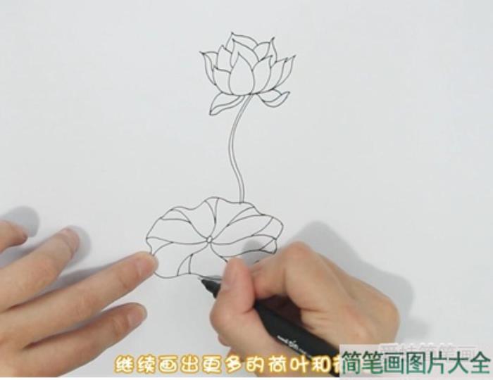 荷花简笔画