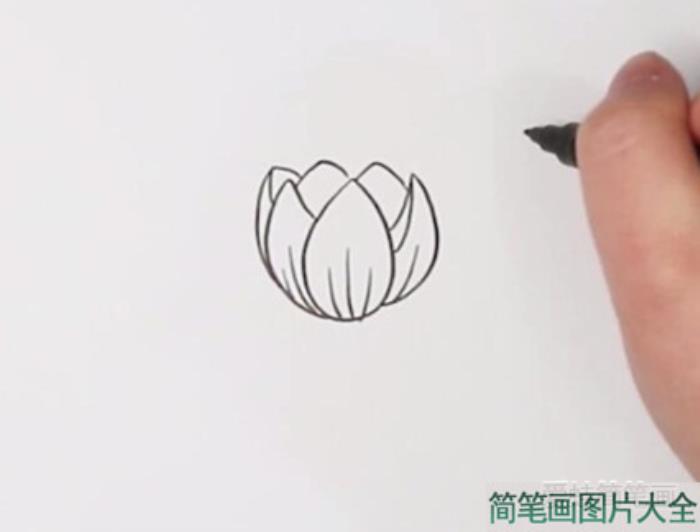 郁金香简笔画