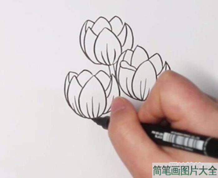 郁金香简笔画  第2张