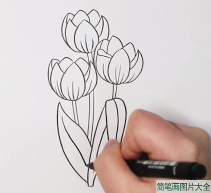 郁金香简笔画  第3张