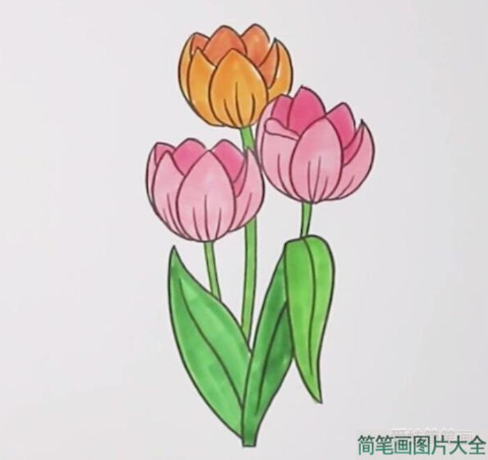 郁金香简笔画  第5张