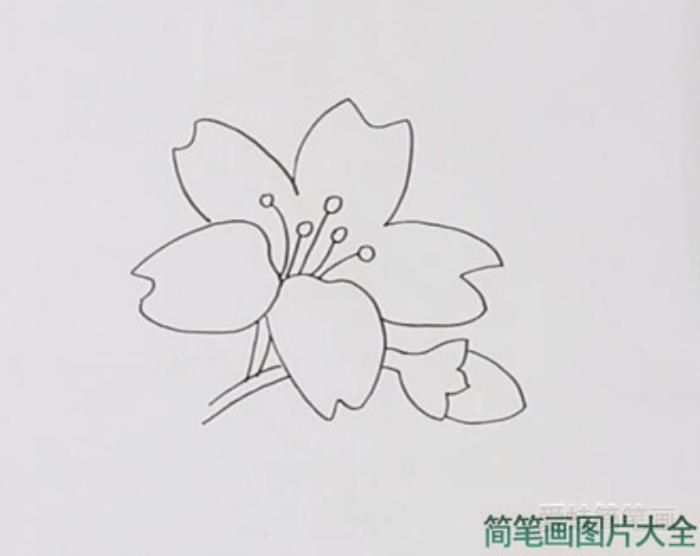 迎春花简笔画  第2张