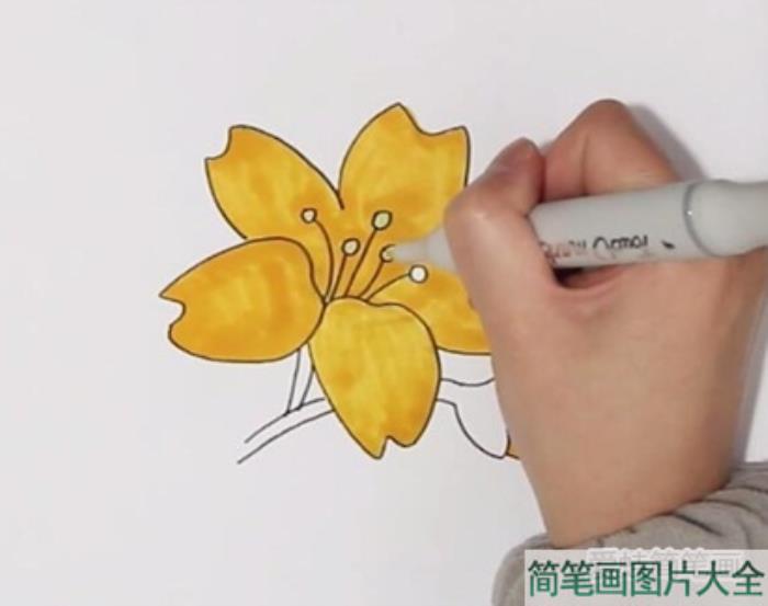 迎春花简笔画  第3张