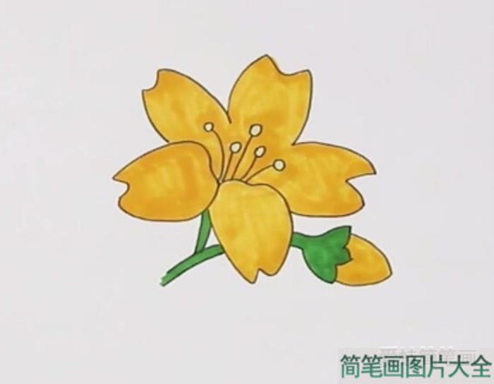 迎春花简笔画  第4张