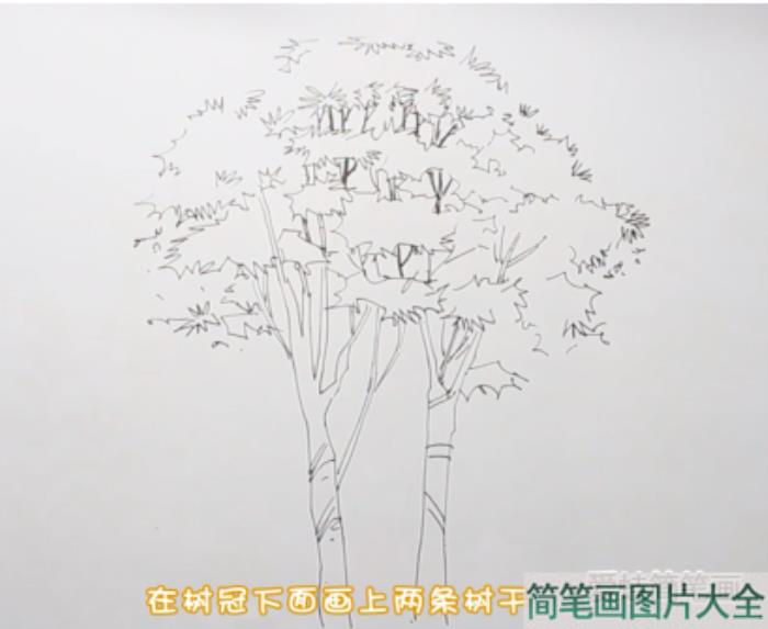 大树简笔画  第2张