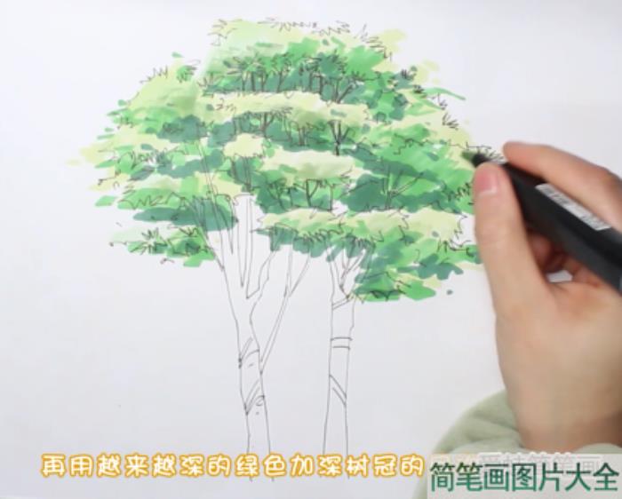 大树简笔画  第3张