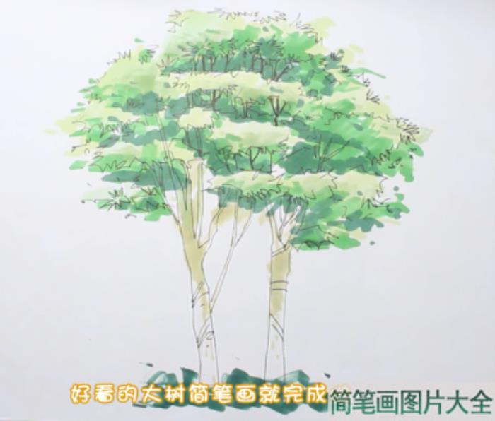 大树简笔画  第4张