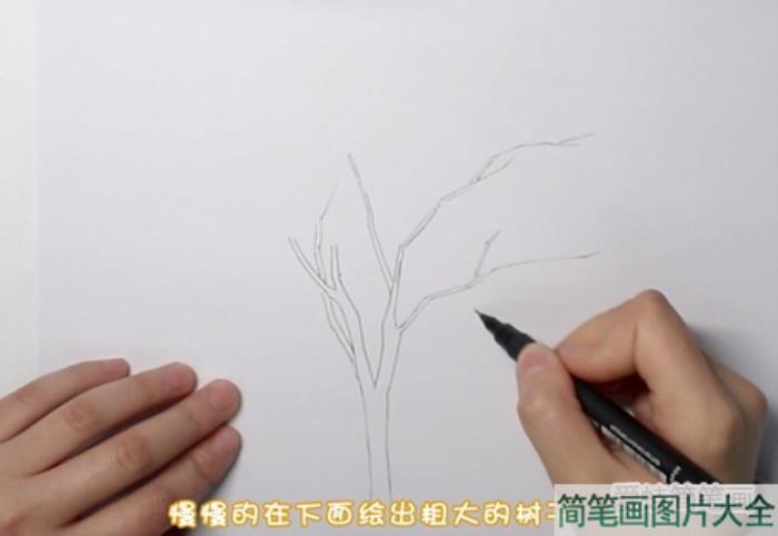 枫树怎么画简笔画