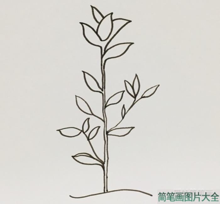 茶树简笔画  第2张