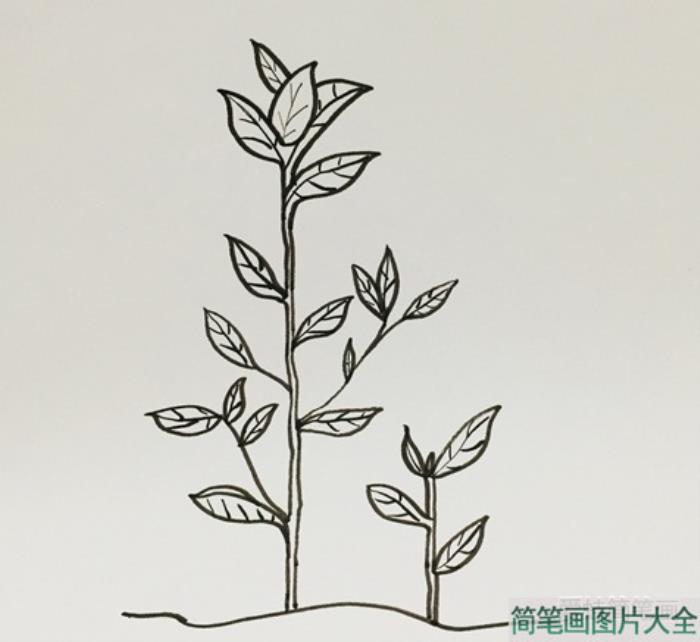 茶树简笔画  第3张