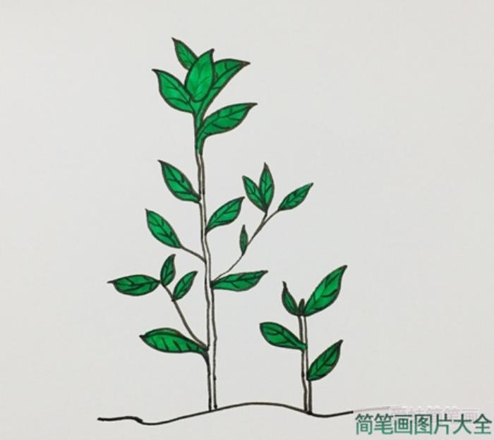 茶树简笔画  第4张