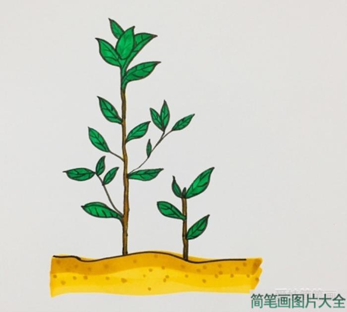 茶树简笔画  第5张