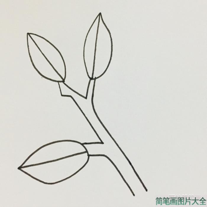 冬青树简笔画