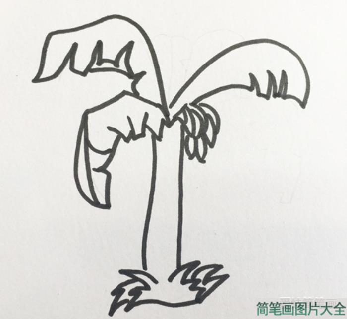 香蕉树简笔画  第2张