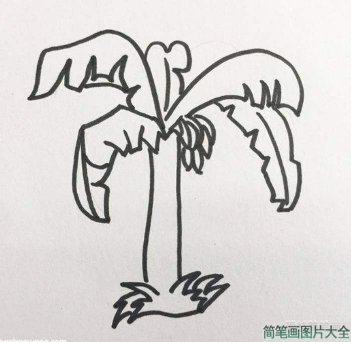 香蕉树简笔画  第3张