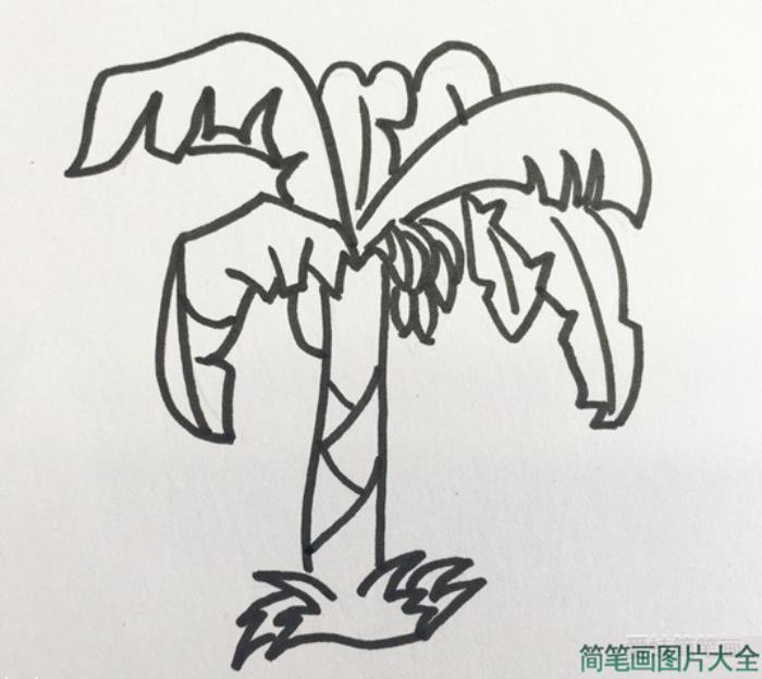 香蕉树简笔画  第4张