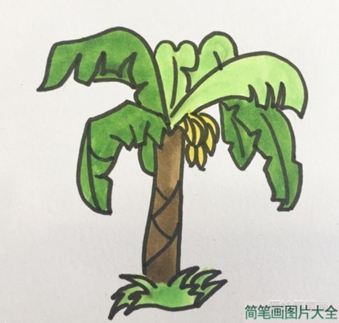 香蕉树简笔画  第5张