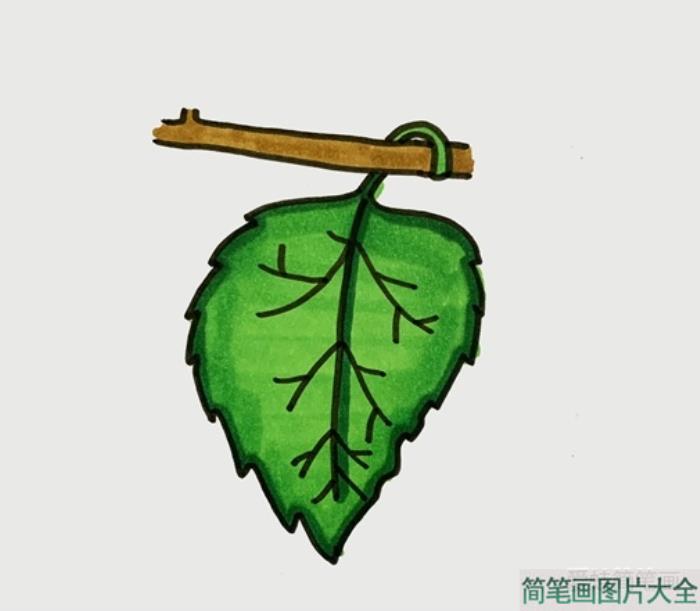 桑叶简笔画  第4张