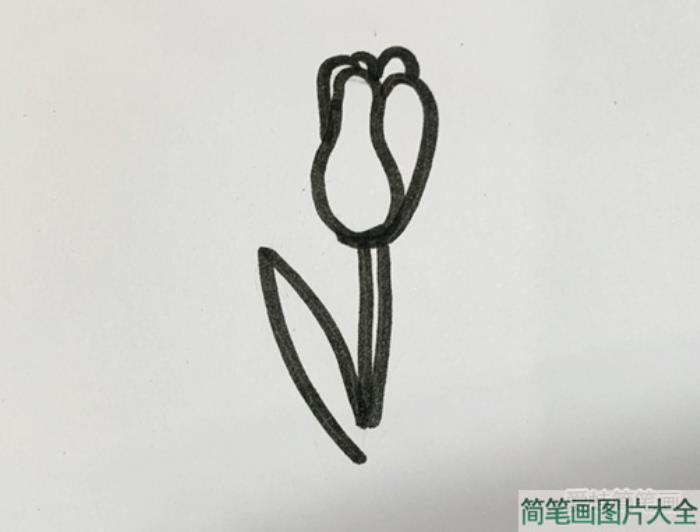 郁金香简笔画  第3张