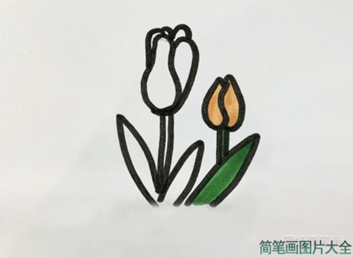 郁金香简笔画  第4张