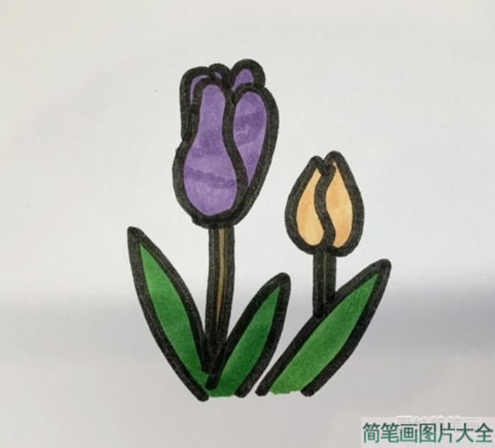 郁金香简笔画  第5张