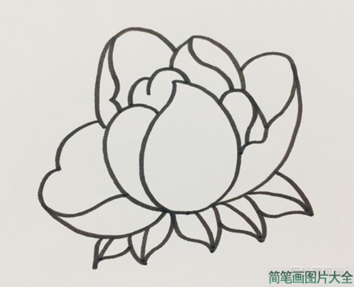 芍药简笔画  第4张