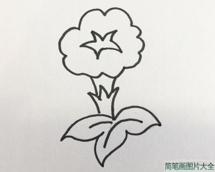 牵牛花简笔画  第3张