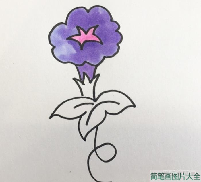 牵牛花简笔画  第4张