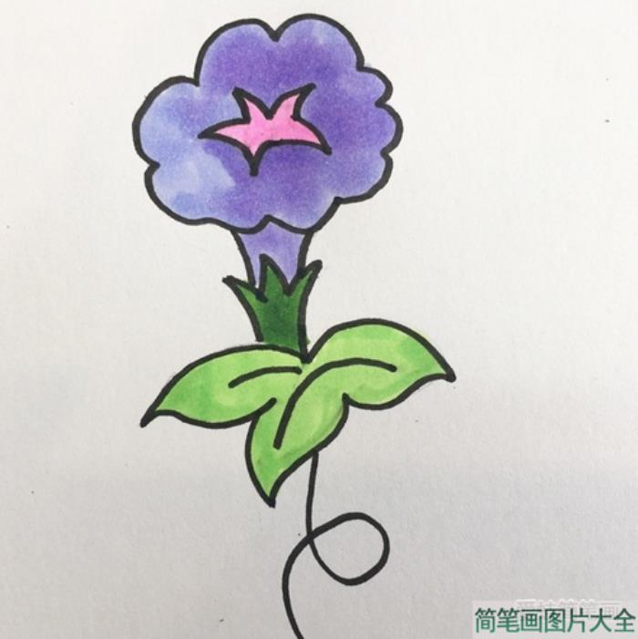 牵牛花简笔画  第5张