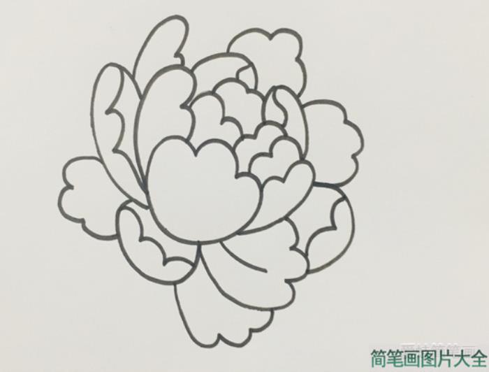 牡丹花简笔画  第3张