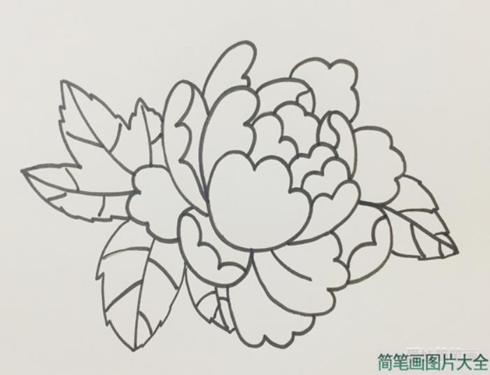 牡丹花简笔画  第4张