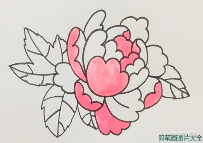 牡丹花简笔画  第5张