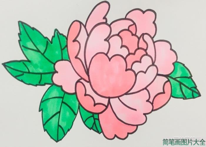 牡丹花简笔画  第6张