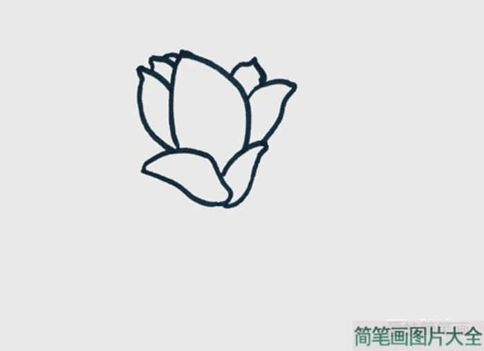 玉兰花简笔画  第1张