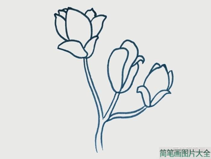 玉兰花简笔画  第2张