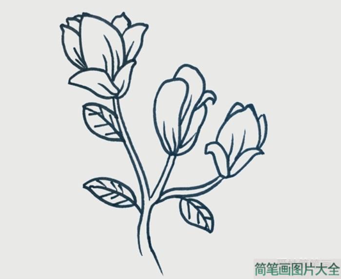 玉兰花简笔画  第3张