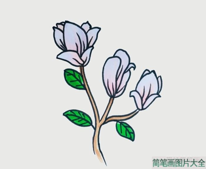 玉兰花简笔画  第4张