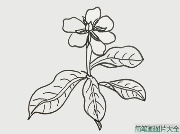 栀子花简笔画  第3张