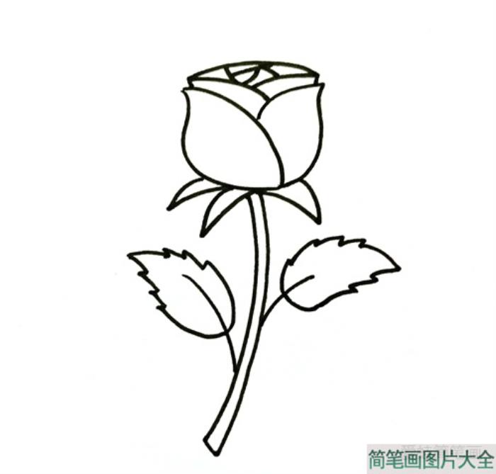 玫瑰花简笔画  第3张