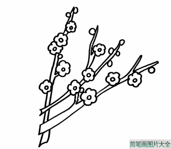 梅花简笔画  第3张